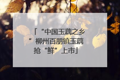 “中国玉藕之乡”柳州百朋镇玉藕抢“鲜”上市