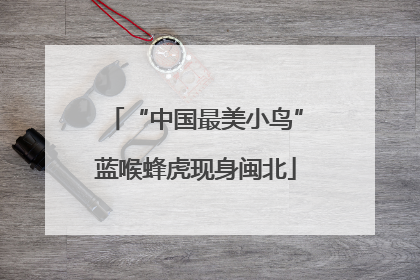 “中国最美小鸟”蓝喉蜂虎现身闽北