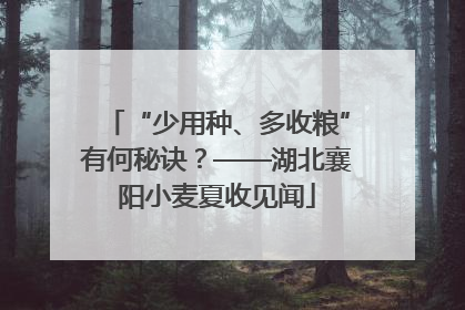 “少用种、多收粮”有何秘诀？——湖北襄阳小麦夏收见闻