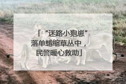 “迷路小狍崽”落单蜷缩草丛中，民警暖心救助