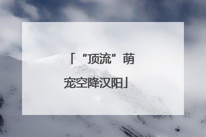 “顶流”萌宠空降汉阳