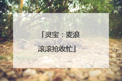 灵宝：麦浪滚滚抢收忙