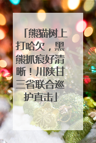 熊猫树上打哈欠，黑熊抓痕好清晰！川陕甘三省联合巡护直击