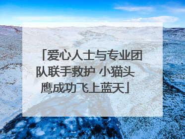 爱心人士与专业团队联手救护 小猫头鹰成功飞上蓝天