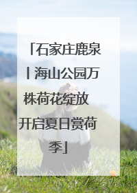 石家庄鹿泉丨海山公园万株荷花绽放 开启夏日赏荷季