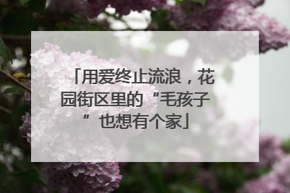 用爱终止流浪，花园街区里的“毛孩子”也想有个家
