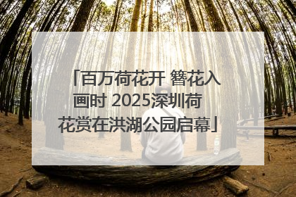 百万荷花开 簪花入画时 2025深圳荷花赏在洪湖公园启幕