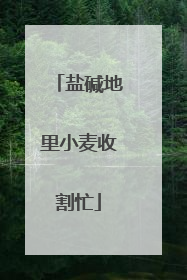 盐碱地里小麦收割忙