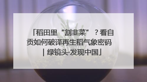 稻田里“割韭菜”？看自贡如何破译再生稻气象密码｜绿镜头·发现中国