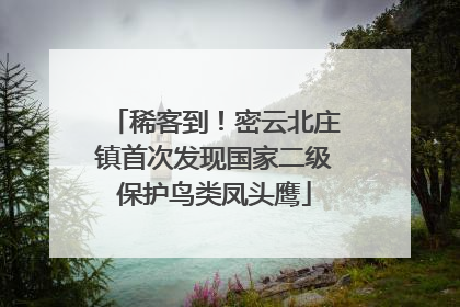 稀客到！密云北庄镇首次发现国家二级保护鸟类凤头鹰