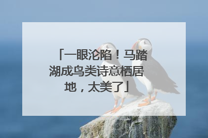 一眼沦陷！马踏湖成鸟类诗意栖居地，太美了