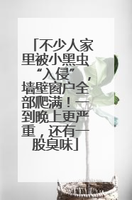 不少人家里被小黑虫“入侵”，墙壁窗户全部爬满！一到晚上更严重，还有一股臭味