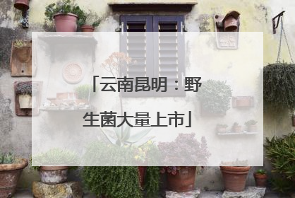 云南昆明：野生菌大量上市