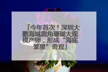 今年首次！深圳大鹏海域鹿角珊瑚大规模产卵，形成“海底繁星”奇观