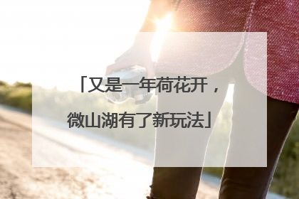 又是一年荷花开，微山湖有了新玩法