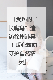 受伤的“长嘴鸟”造访徐州沛县！暖心救助守护自然精灵