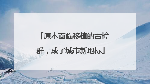 原本面临移植的古樟群，成了城市新地标