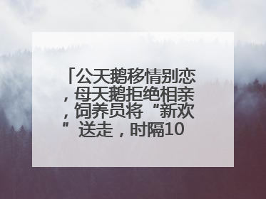 公天鹅移情别恋，母天鹅拒绝相亲，饲养员将“新欢”送走，时隔10天原配重逢