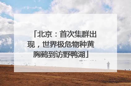 北京：首次集群出现，世界极危物种黄胸鹀到访野鸭湖