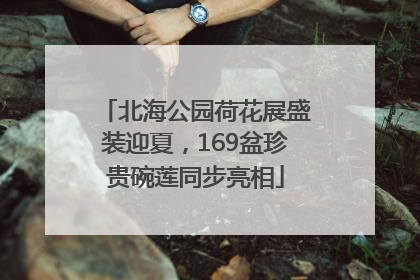 北海公园荷花展盛装迎夏，169盆珍贵碗莲同步亮相