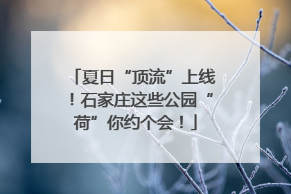 夏日“顶流”上线！石家庄这些公园“荷”你约个会！