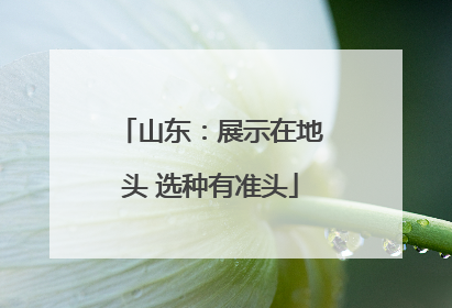 山东：展示在地头 选种有准头