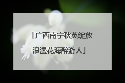 广西南宁秋英绽放 浪漫花海醉游人