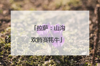 拉萨：山沟欢腾赛牦牛