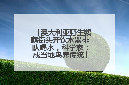 澳大利亚野生鹦鹉街头开饮水器排队喝水，科学家：成当地鸟界传统