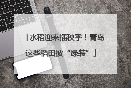 水稻迎来插秧季！青岛这些稻田披“绿装”