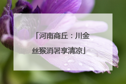 河南商丘：川金丝猴消暑享清凉