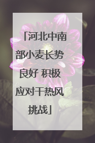 河北中南部小麦长势良好 积极应对干热风挑战