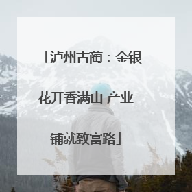 泸州古蔺：金银花开香满山 产业铺就致富路