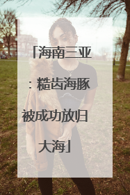 海南三亚：糙齿海豚被成功放归大海