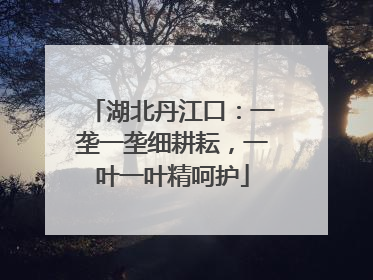 湖北丹江口：一垄一垄细耕耘，一叶一叶精呵护