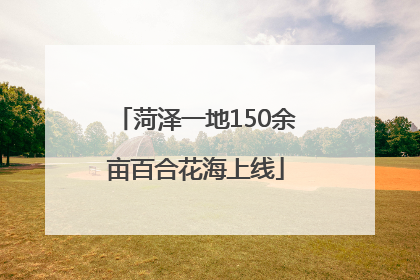 菏泽一地150余亩百合花海上线
