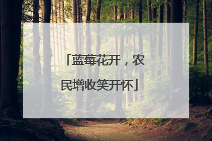 蓝莓花开，农民增收笑开怀