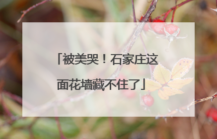 被美哭！石家庄这面花墙藏不住了