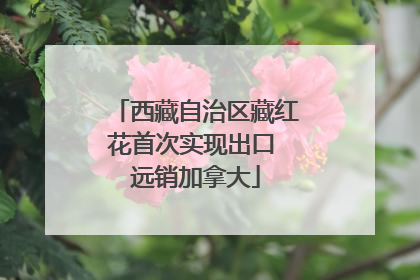 西藏自治区藏红花首次实现出口 远销加拿大