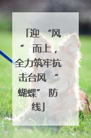 迎 “风” 而上，全力筑牢抗击台风 “蝴蝶” 防线