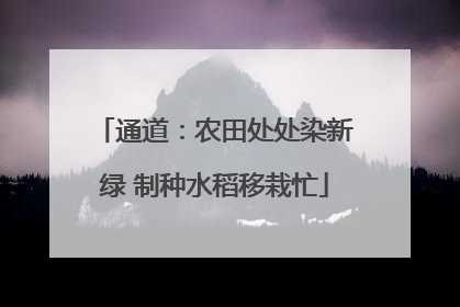 通道：农田处处染新绿 制种水稻移栽忙