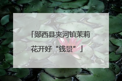 郧西县夹河镇茉莉花开好“钱景”