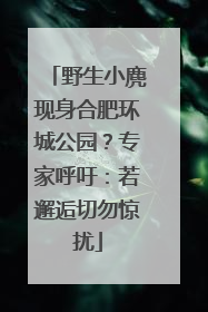 野生小麂现身合肥环城公园？专家呼吁：若邂逅切勿惊扰