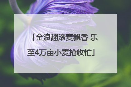 金浪翻滚麦飘香 乐至4万亩小麦抢收忙
