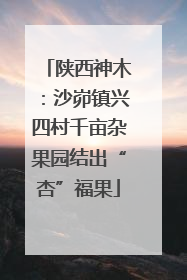 陕西神木：沙峁镇兴四村千亩杂果园结出“杏”福果