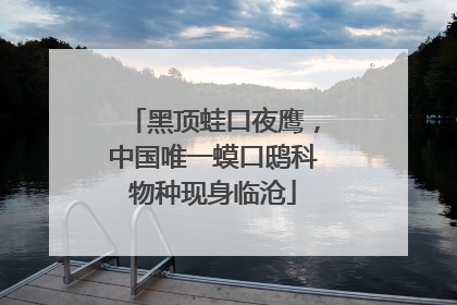 黑顶蛙口夜鹰，中国唯一蟆口鸱科物种现身临沧