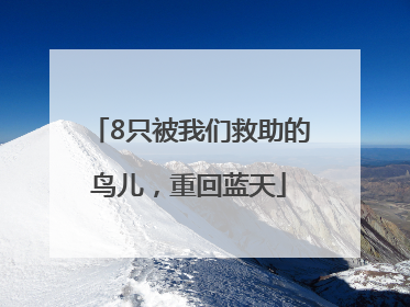 8只被我们救助的鸟儿，重回蓝天